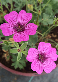 Geranium cinereum var. subcaulescens